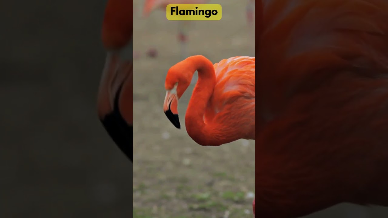 Amazing Animal Makeovers! 🐣➡️💪 #animaltransformation #shorts  #youtubeshorts #cuteanimals #viral