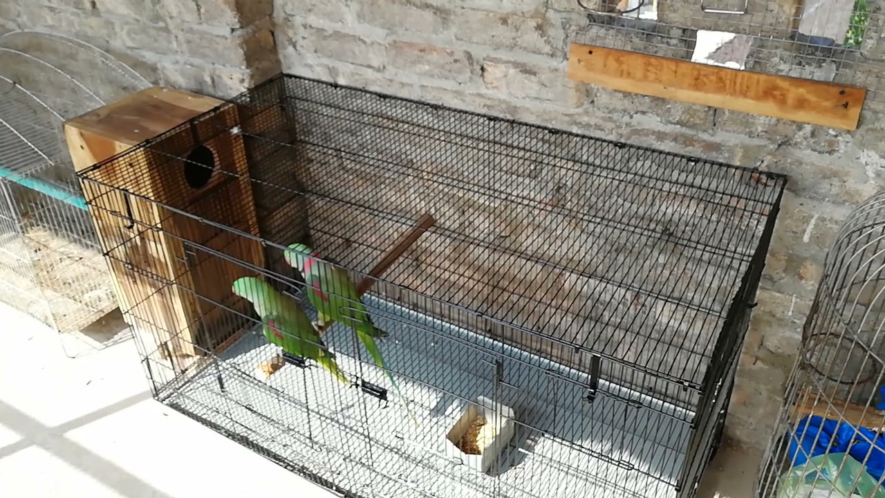 New cage 4*2*2/ Raw parrot K liye / full information / Birds info