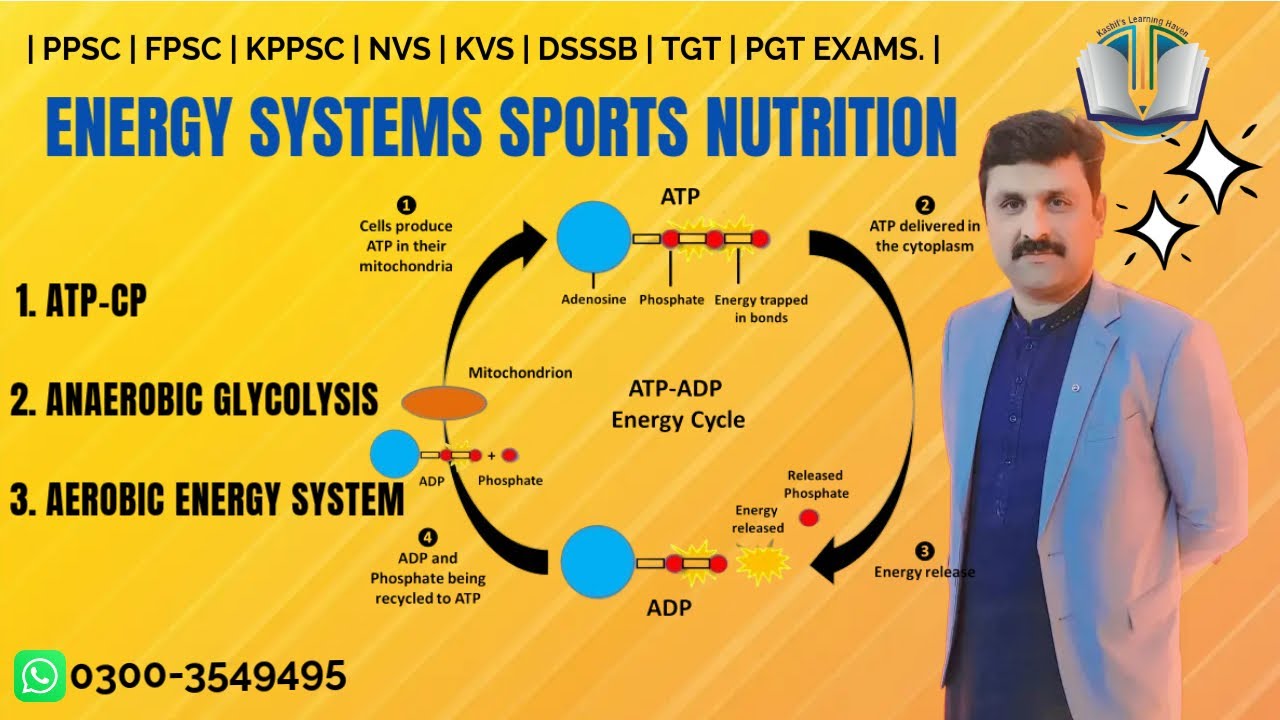 ENERGY SYSTEM SPORTS NUTRITION in Urdu/Hindi| ATP CP System |Anaerobic GLYCOLYSIS|PHYSICAL EDUCATION