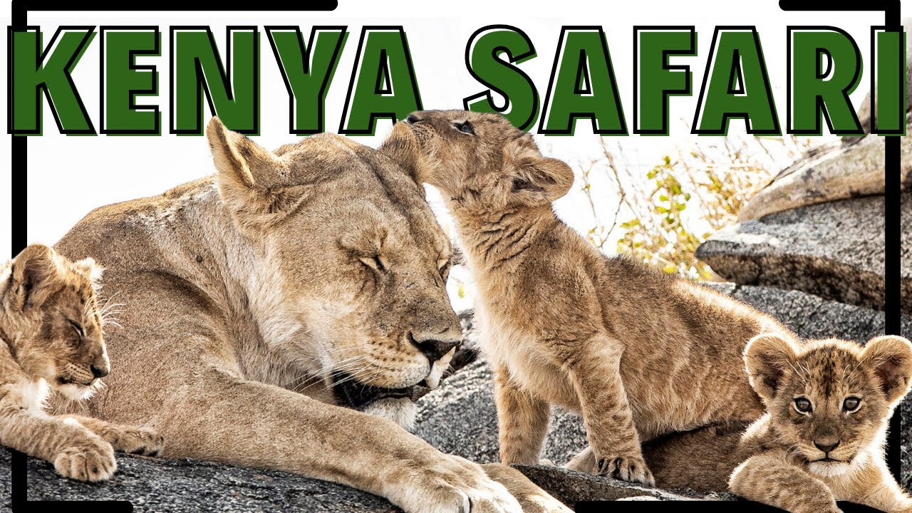 Magical Kenya Safari 🐆 African Wildlife & Captivating Music