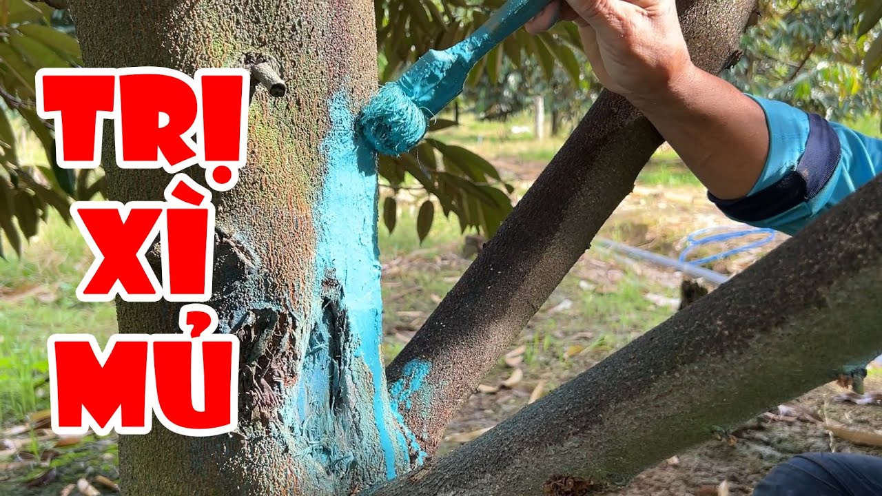 CÁCH TRỊ XÌ MỦ TRÊN CÂY SẦU RIÊNG CỰC DỄ VÀ NHANH