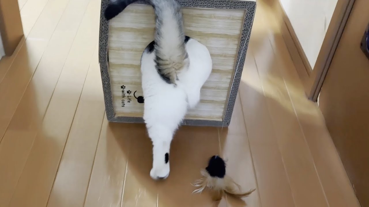 飛び乗る歩幅がギリギリな猫