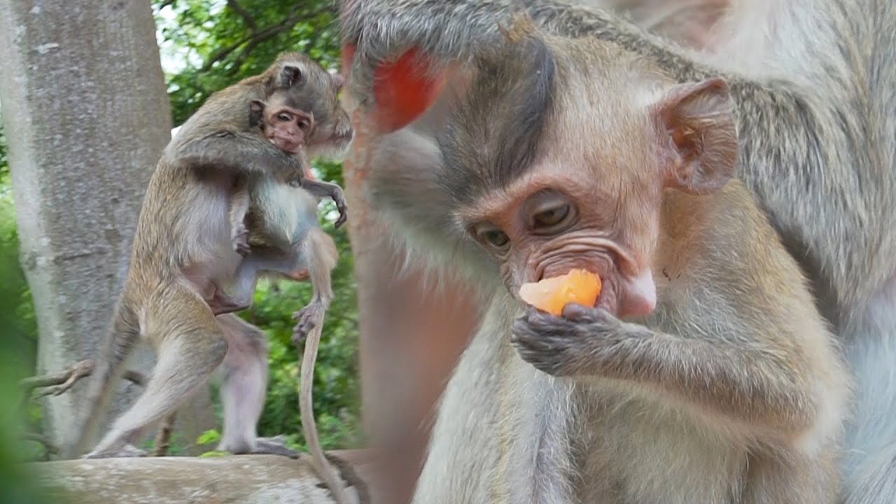 Really Hungry baby Vigo, My blind eyes can not see, it is very difficult to find food
