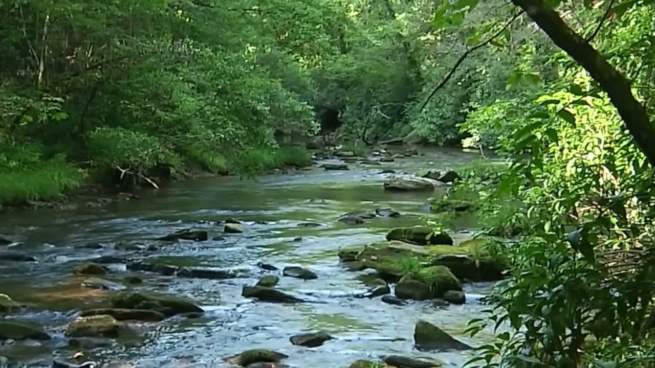 Sonidos del Bosque Andino
