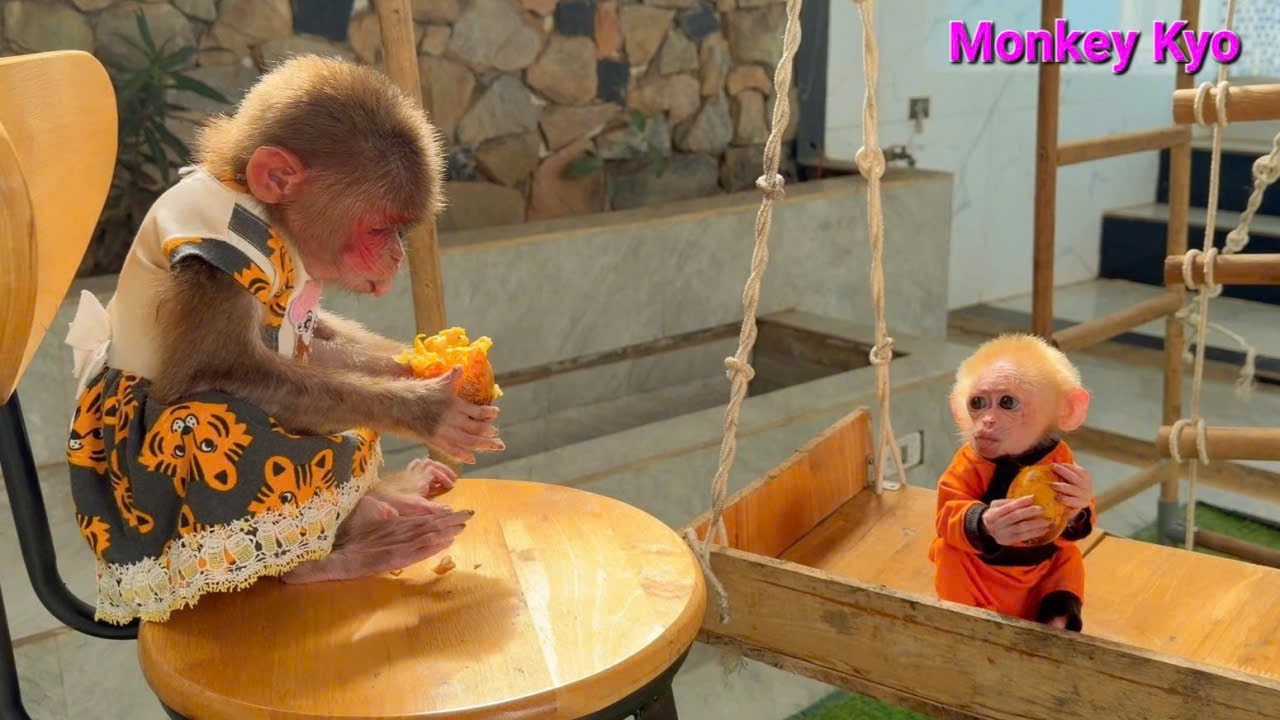 Baby monkey BuNa made the cutest face when Kyo brought food!