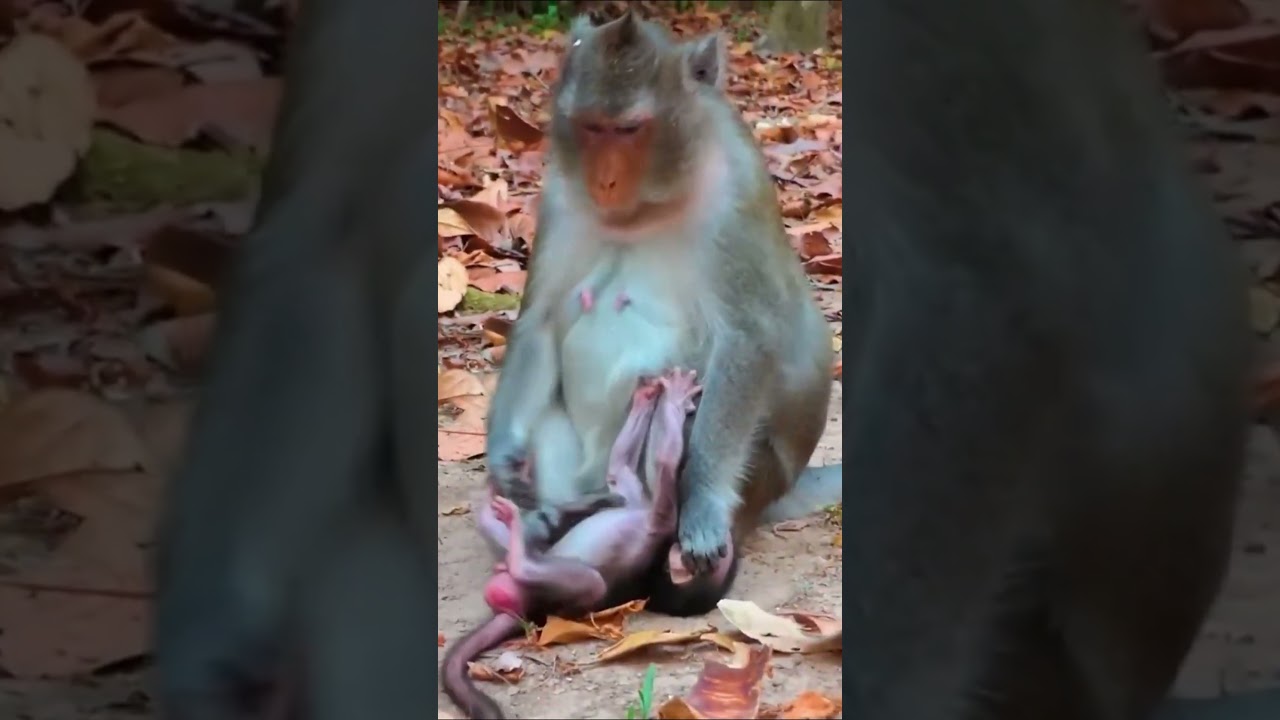 Monkey species: The mother monkey is doing her best to wean her baby monkey early.