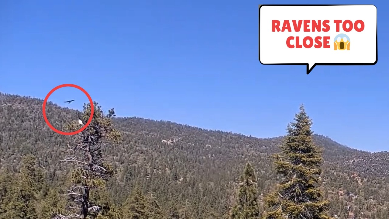 Sandy & Luna Alone in the Nest 😱 Ravens Get Too Close!