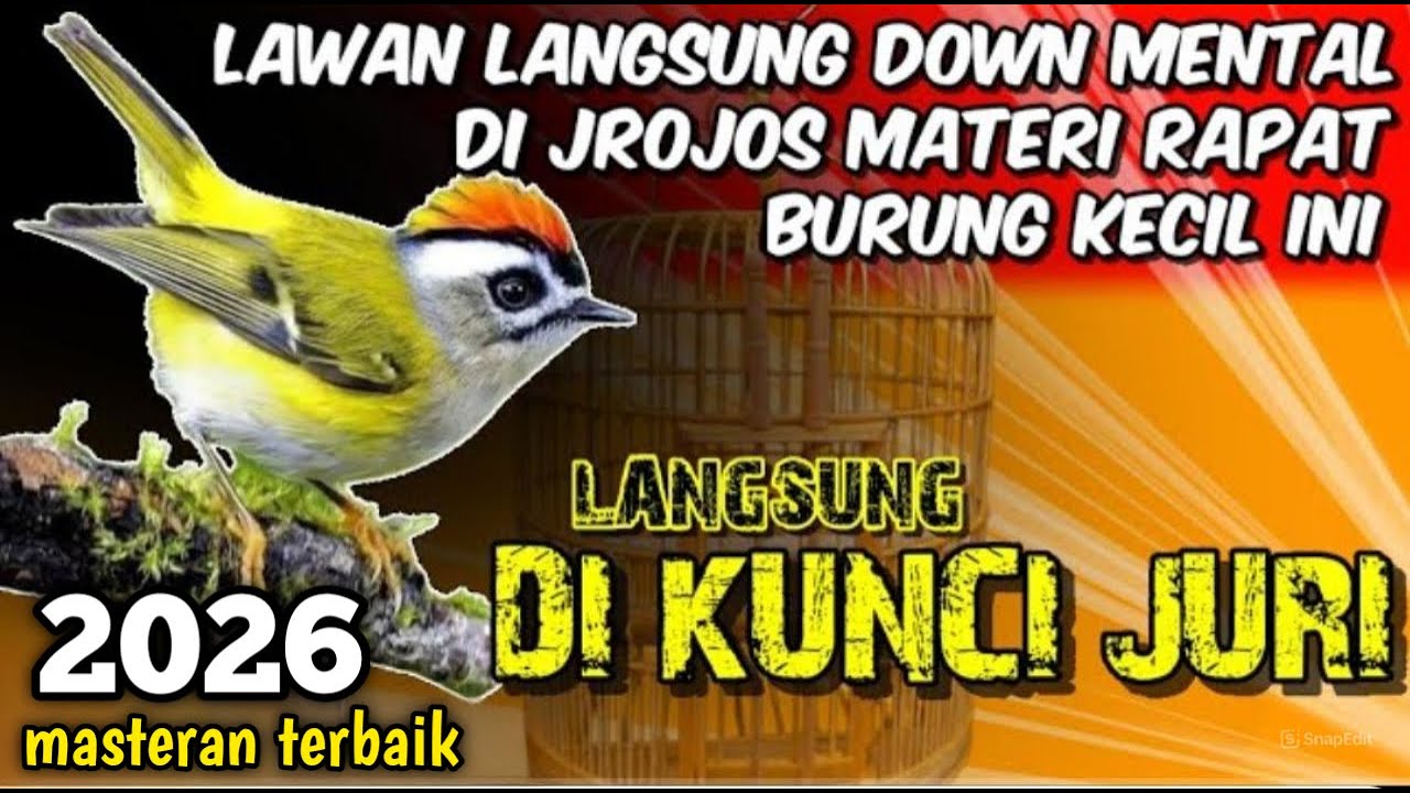KOMBINASI MASTERAN PALING DI CARI JURI || murai batu kacer cucak ijo