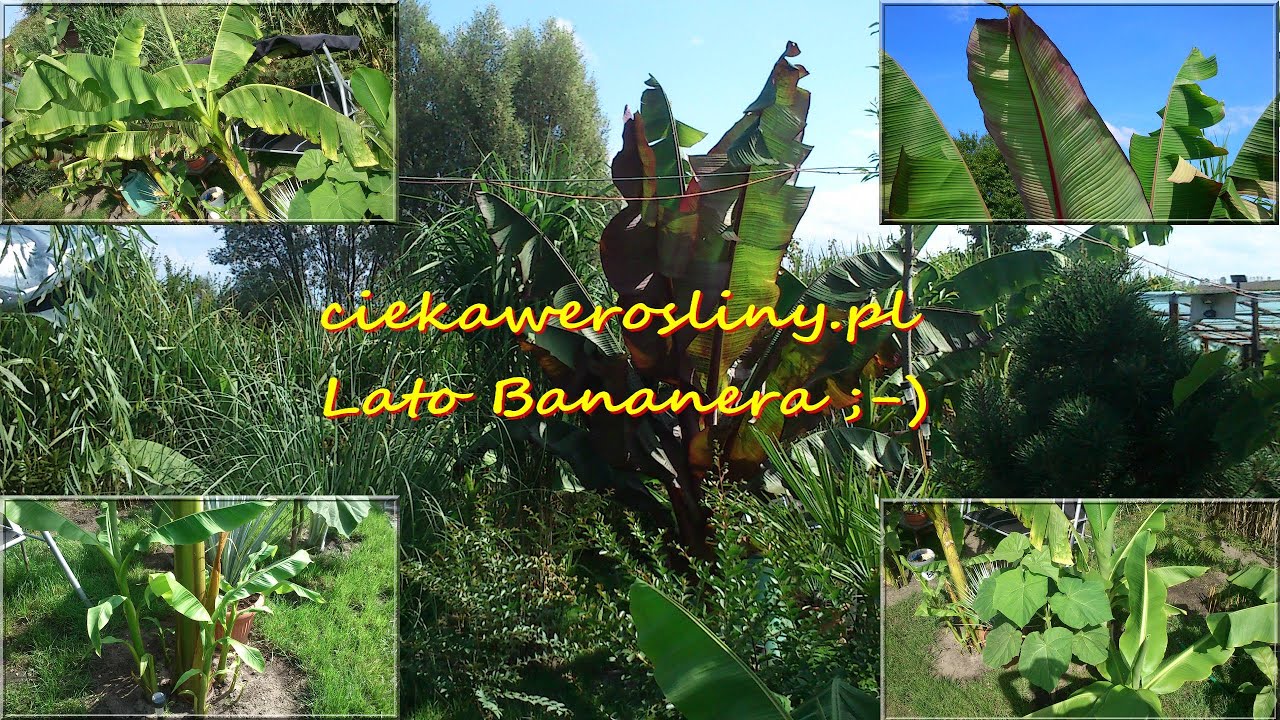 30 Bananera w Polsce ciekawerosliny pl wakacje 2014