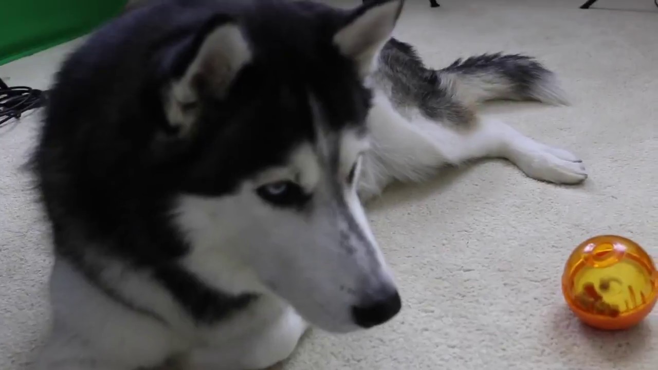 Testing My Dog's intelligence   Siberian Husky