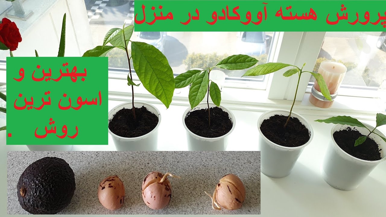 کاشت آووکادو در منزل - پرورش هسته آووکادو در منزل با تمام نکات کلیدی در رشد سریعتر درخت آووکادو