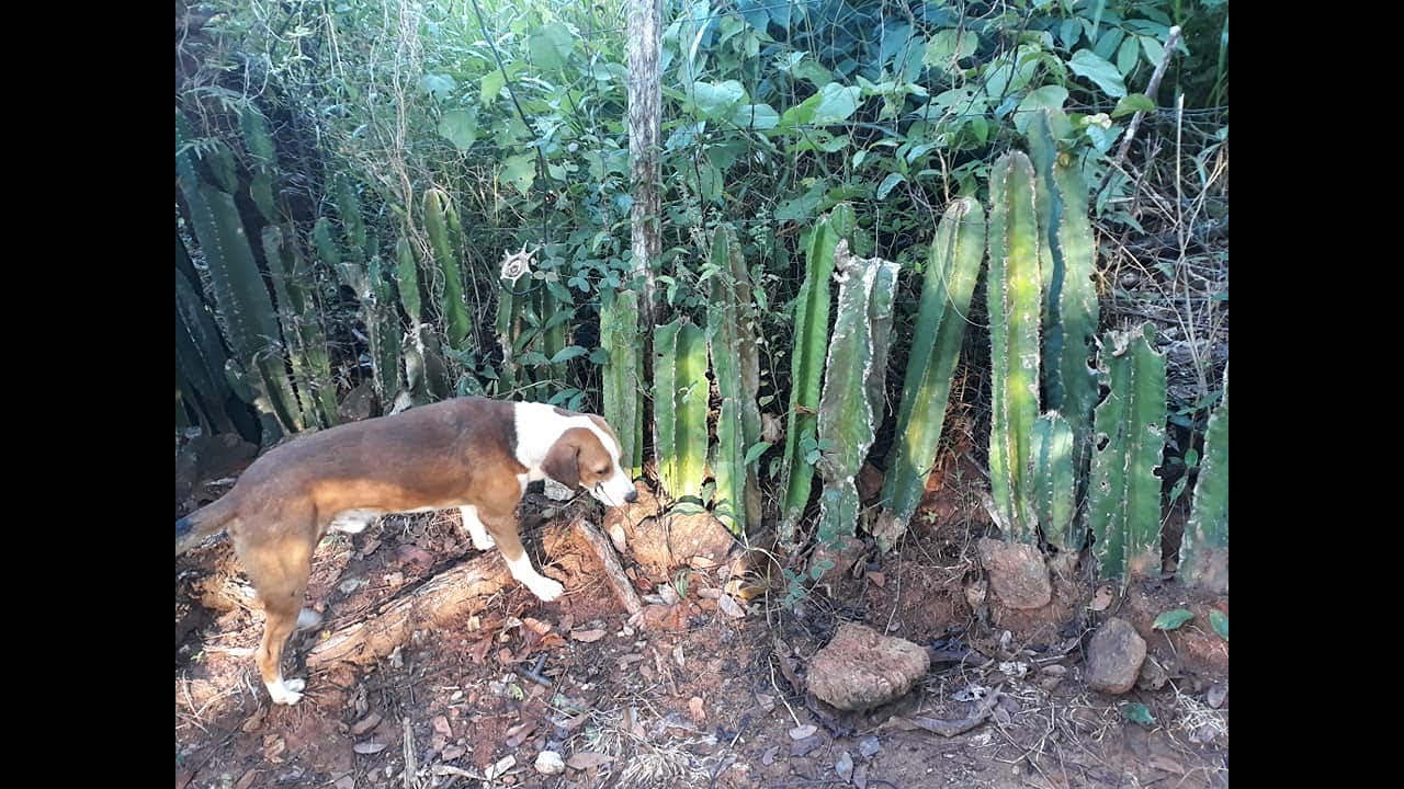 As Técnicas de Construção de CERCAS VIVA DE MANDACARU DE ESPINHOS para Seguranças de Cachorros Cães!