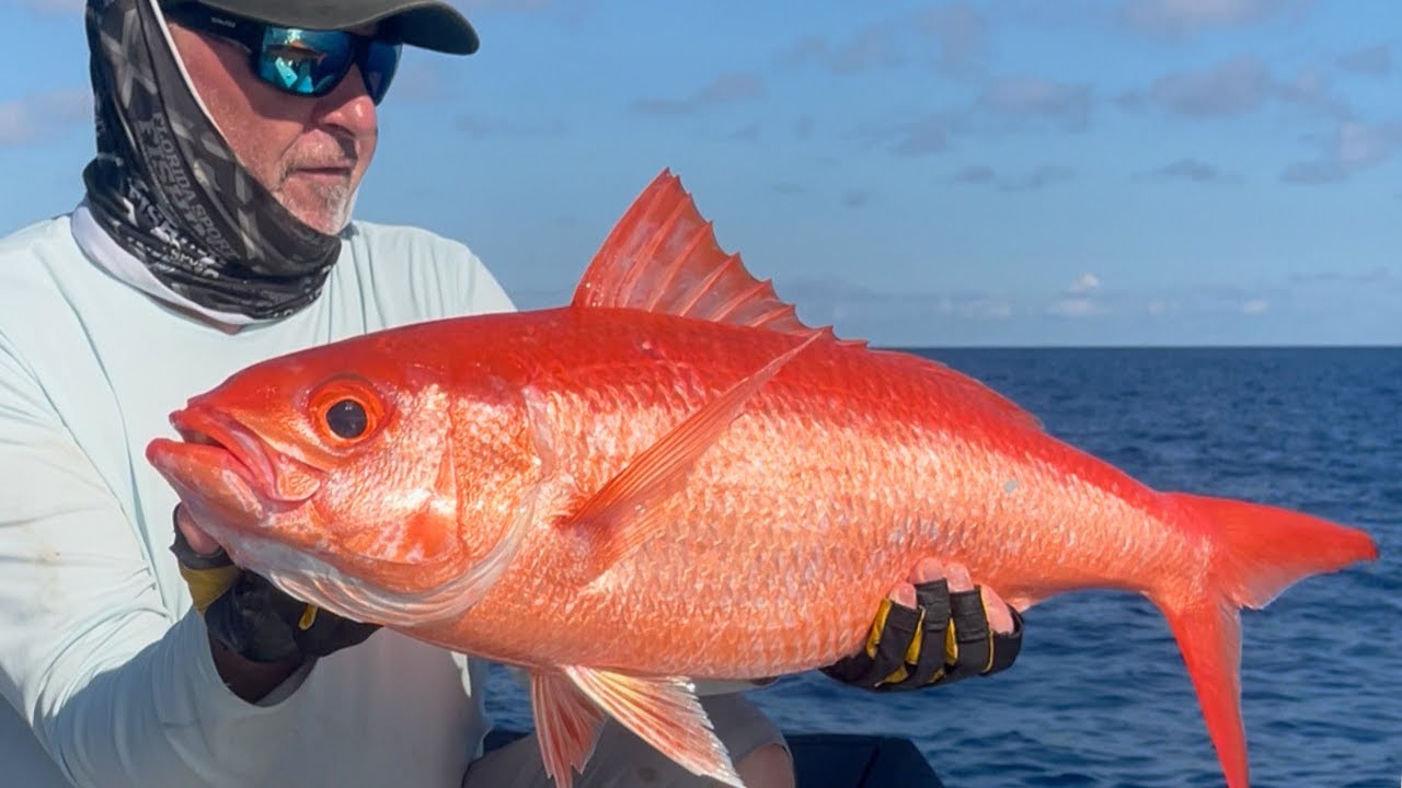 Рыбалка на трофейную королеву-снэппера в 30 милях от Флорида-Кис | Florida Sport Fishing TV LIVE