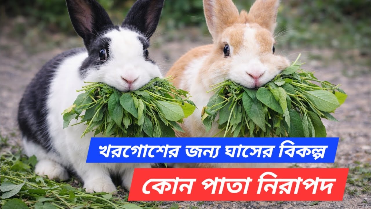 খরগোশের জন্য ঘাসের বিকল্প | কোন পাতা নিরাপদ