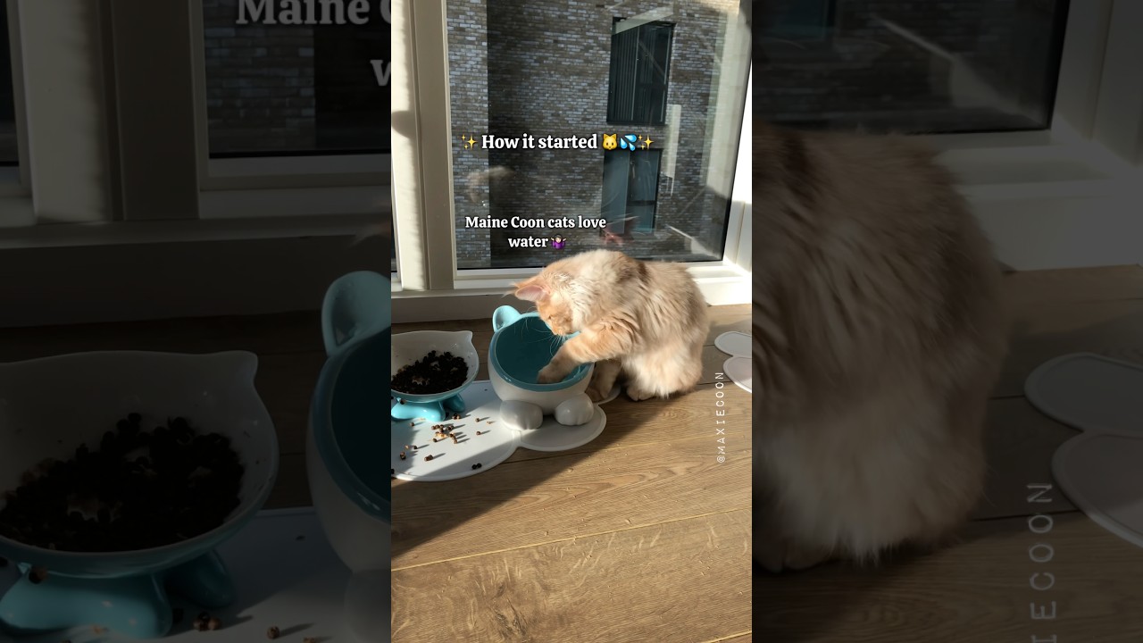 That&rsquo;s How Much Maine Coon Cats Love Water 😸💦 #catfacts #mainecoon