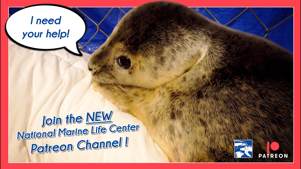 Join the NEW NMLC Patreon Channel!