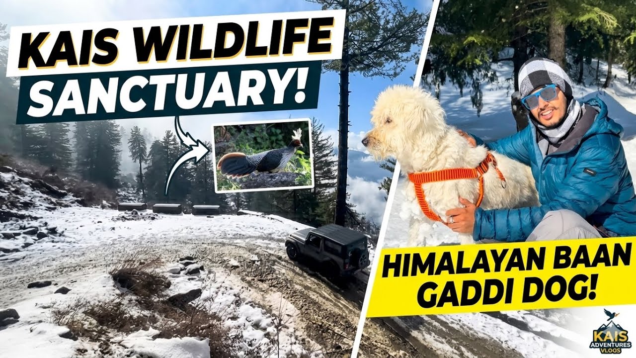 🐕‍🦺हिमालयन गद्दी कुत्ता ⛰️Himalayan Bhotia dog 😍(baan Gadi ) in snow ⛄️ 