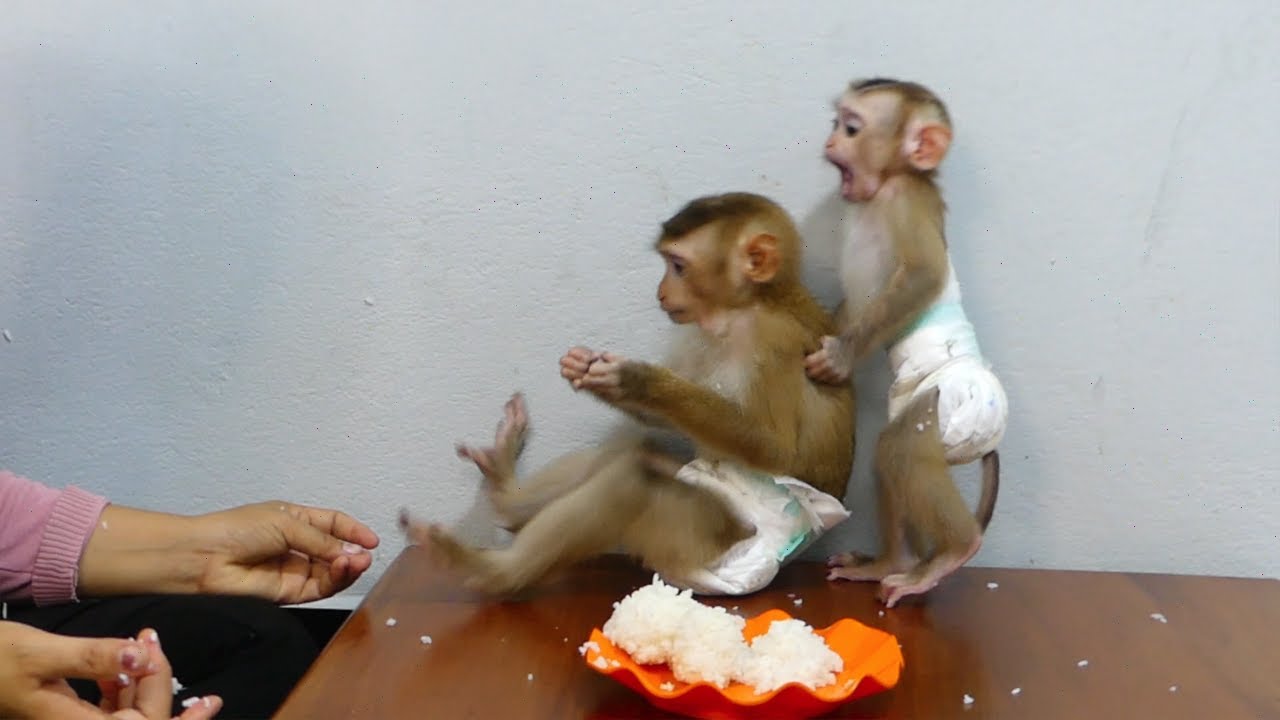 Naughty Sara & Harry Does Not Attention To Eat Lunch, They Just Want To Playing