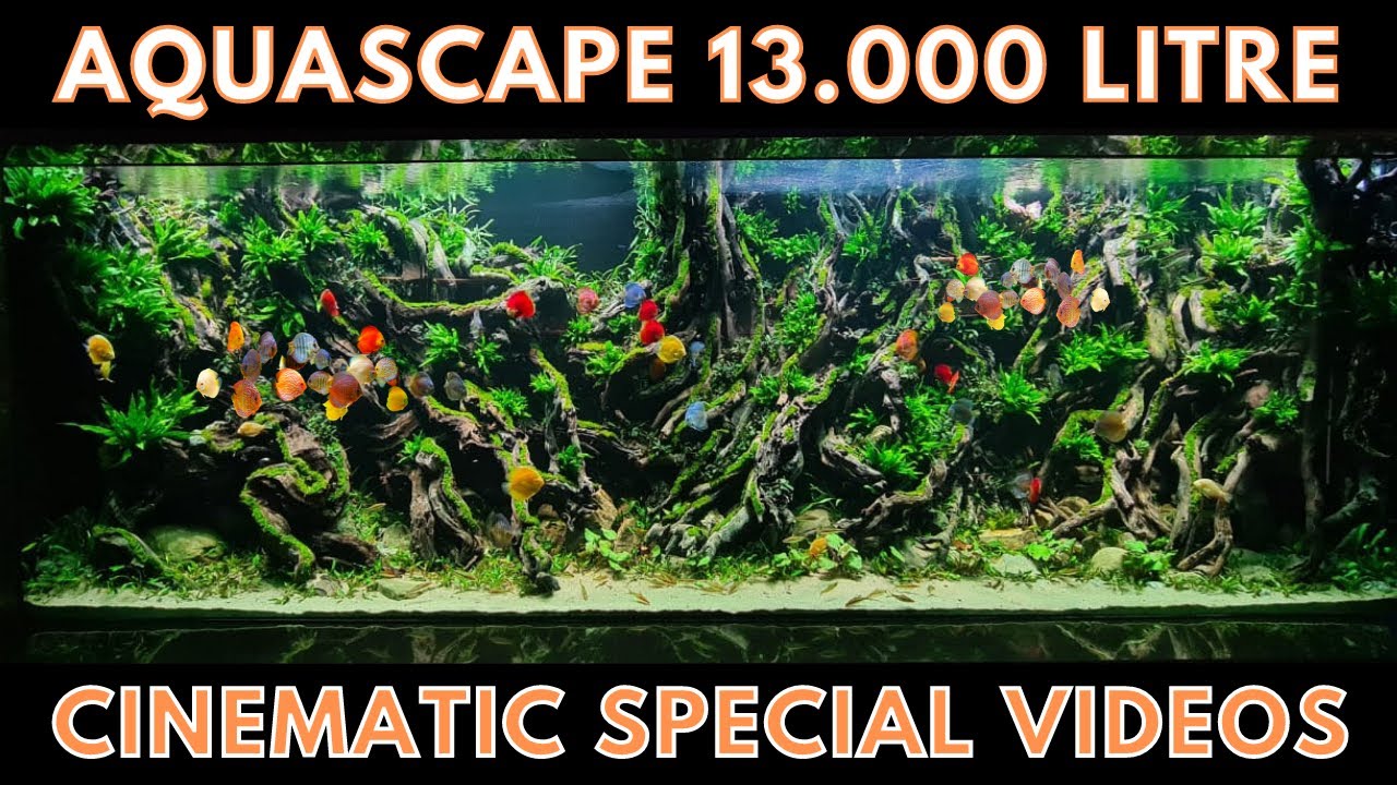 DISCUS FISH AQUASCAPE 13.000 LITRE - Cinematic Special ( 1080 HD )