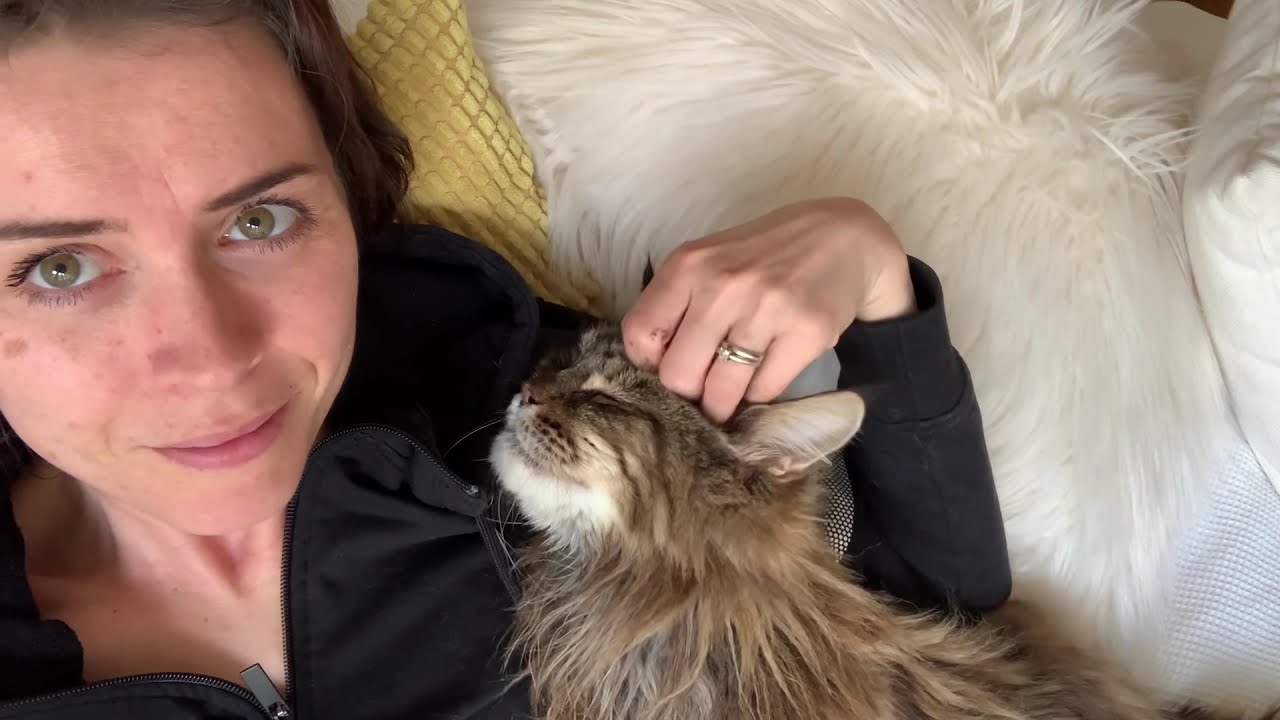 Loudest Ever Maine Coon Purrs!