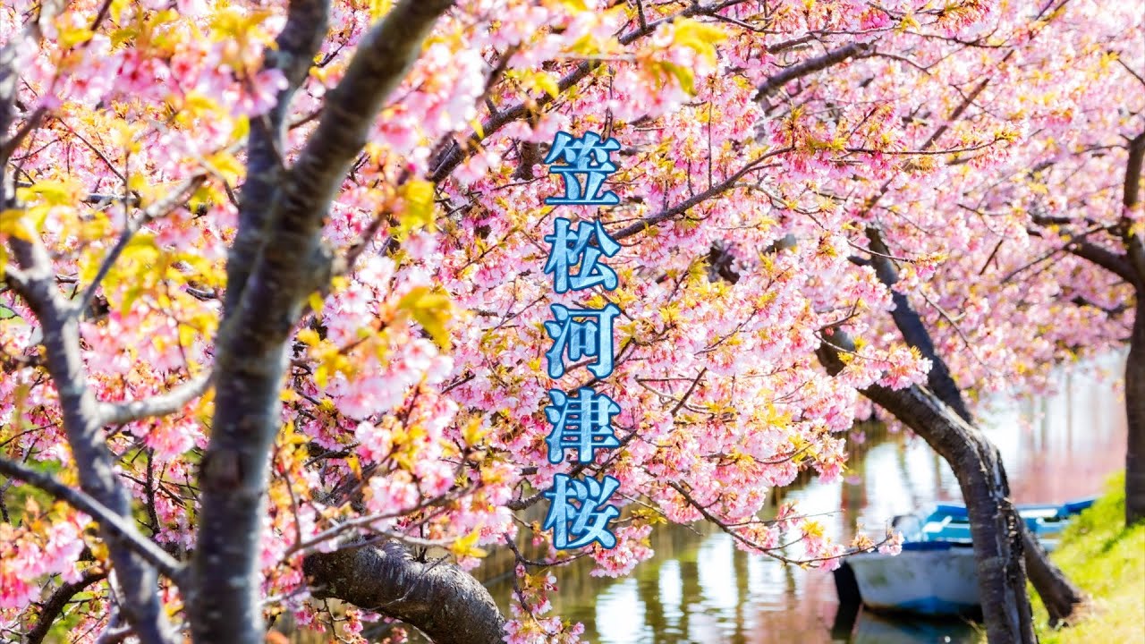 笠松河津桜ロード