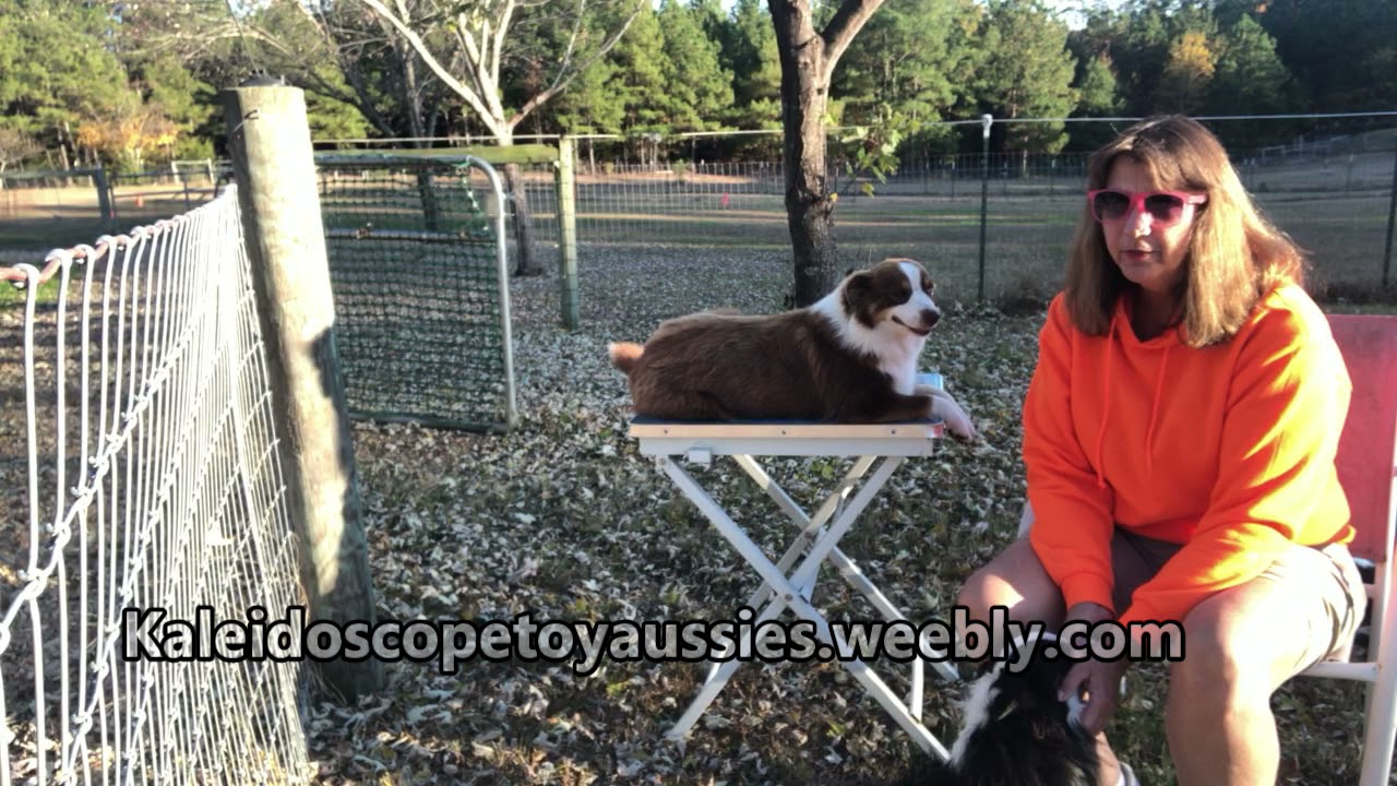 How to eliminate unwanted behavior in your Australian shepherd