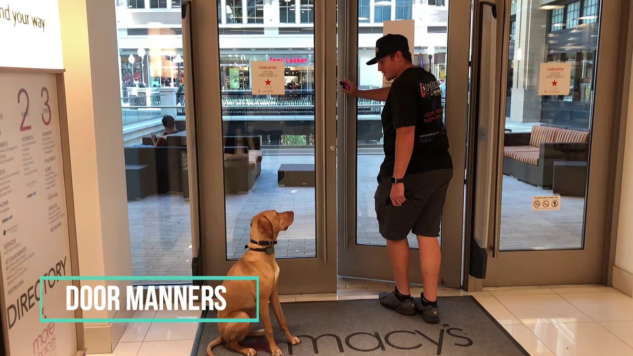 Salt Lake City Dog Trainers ||| OLK9 Utah ||| 9 month old Vizsla, TRIGGER