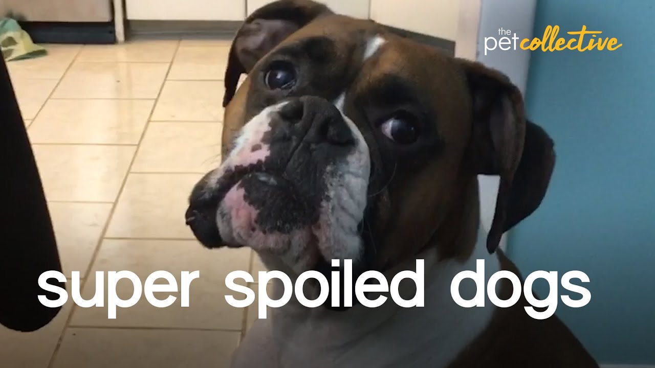 The World's Most Spoiled Dogs