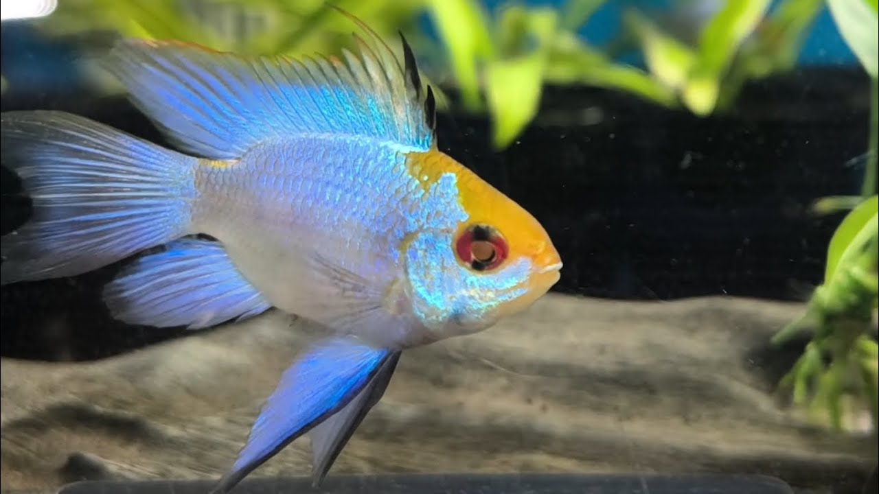 Relaxing Video with Various Fish and Music #3