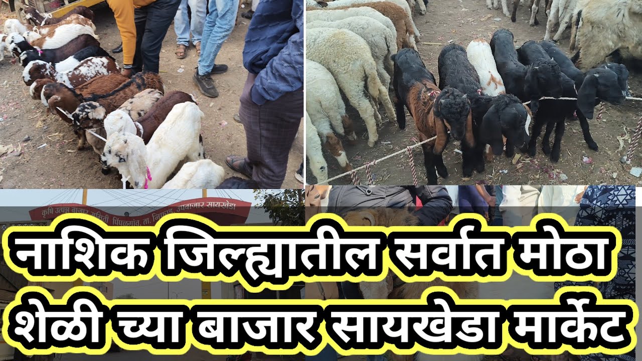 नाशिक जिल्ह्यातील सर्वात मोठा शेळी बाजार सायखेड़ा मार्केट 