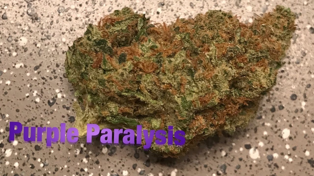 Purple Paralysis that&rsquo;s what I&rsquo;m smoking on weed strain review