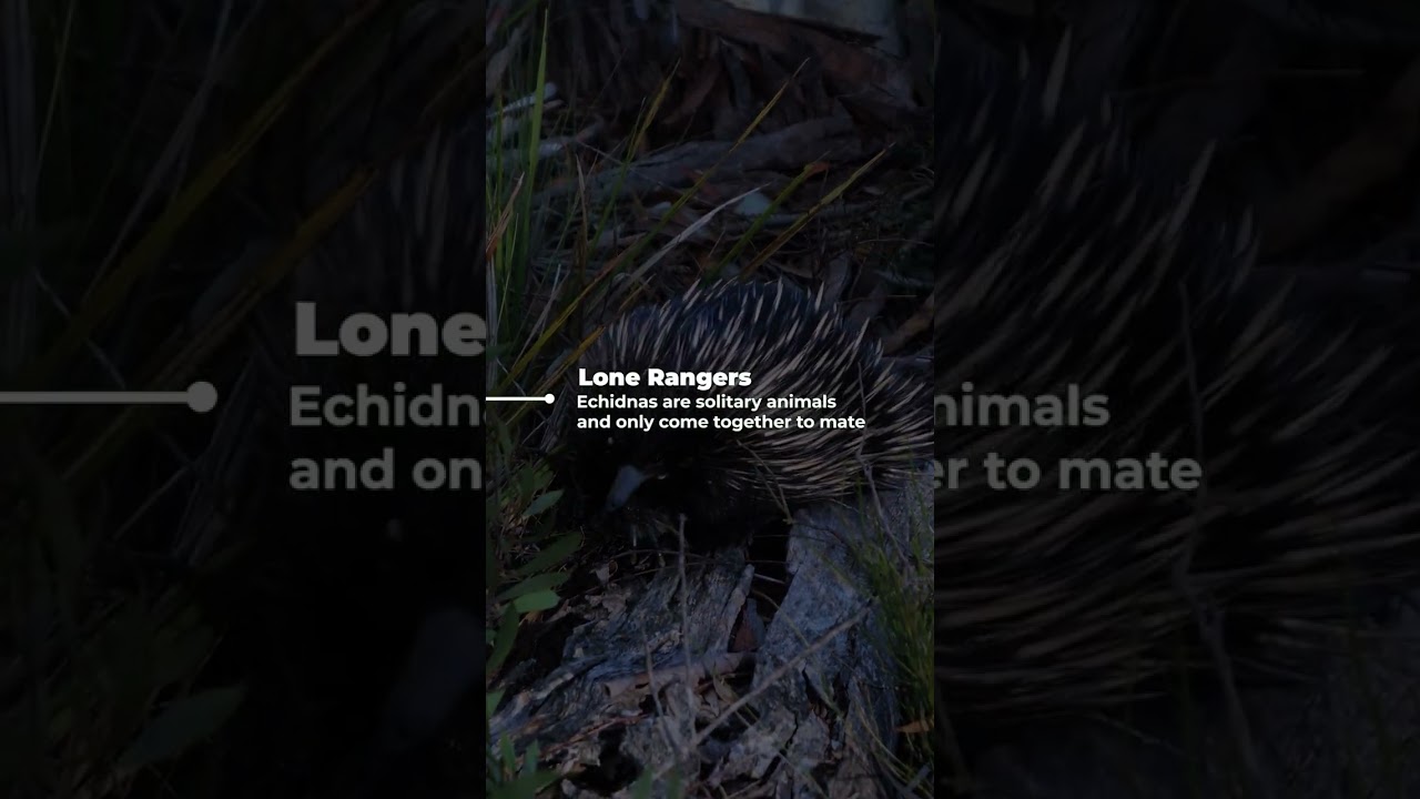 Echidnas in 60 seconds with calming forest sounds 🌳🦔 #EchidnaLove #natureambience