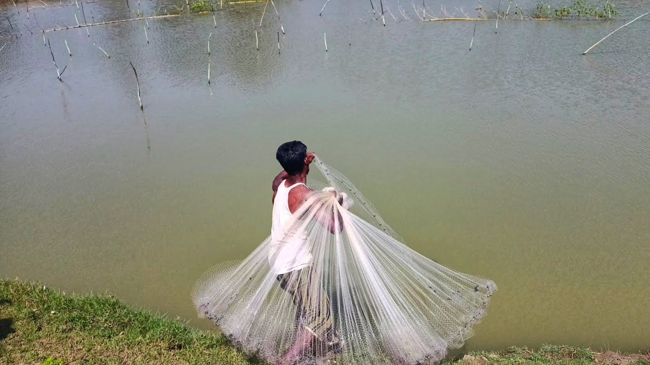Net Fishing Video - Traditional Net Fishing Village Daily Net Fishing Video