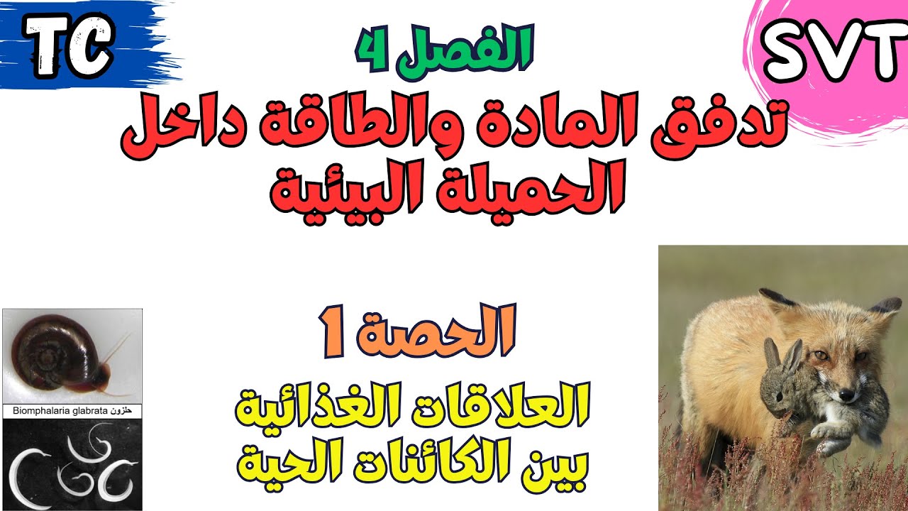 الفصل 4 : تدفق المادة والطاقة داخل الحميلة البيئية | الحصة 1 : العلاقات الغذائیة بین الكائنات الحیة