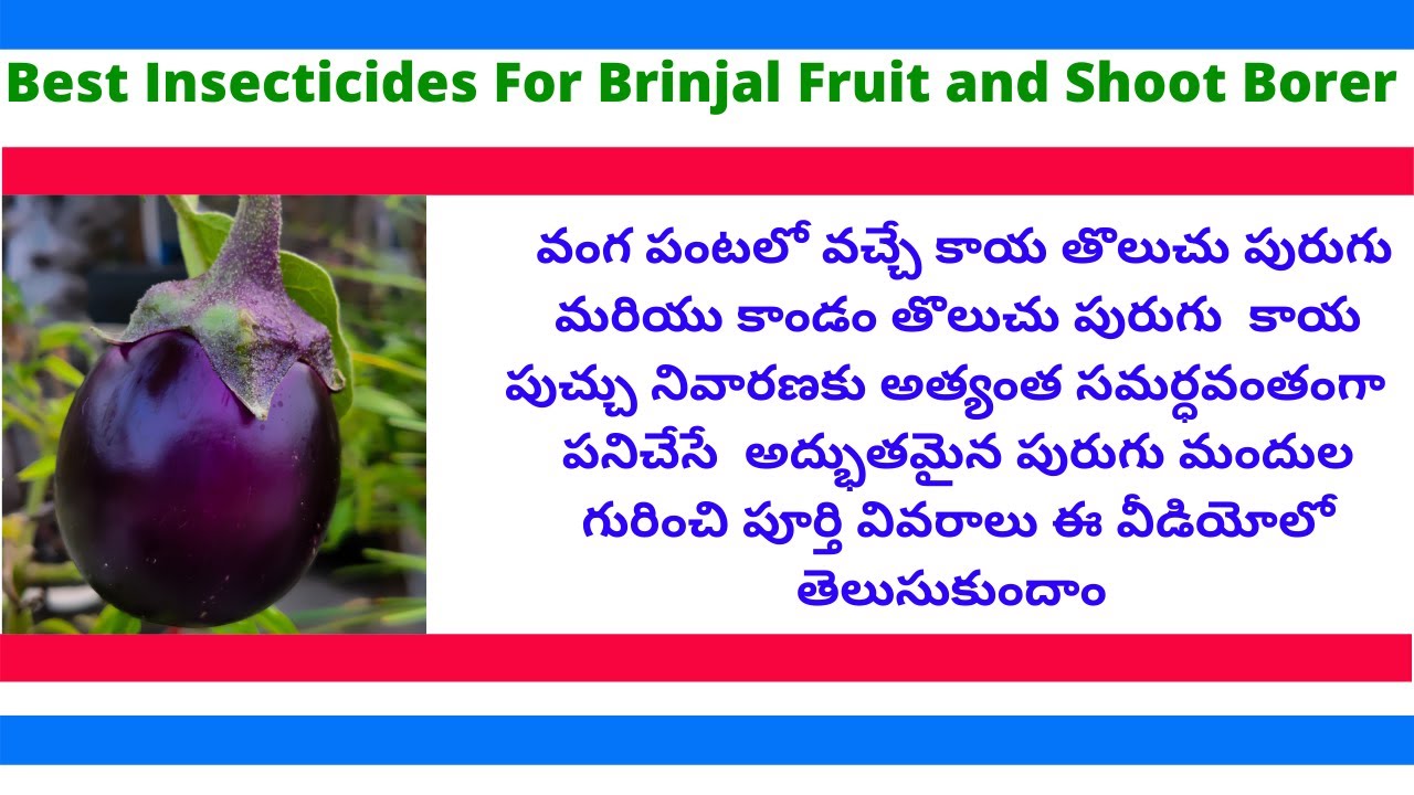 Best Brinjal Fruit and Shoot Borer Control