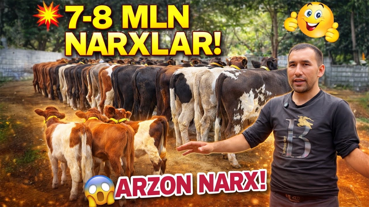 🔥 7–8 MLN! HUNOJIN VA BUQALAR SHOK NARXDA!