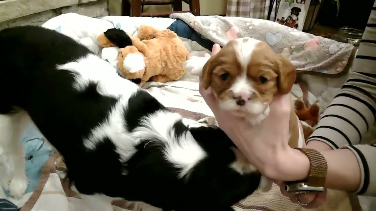 Cavalier Puppies Live: Puppies Taking Their First Steps!