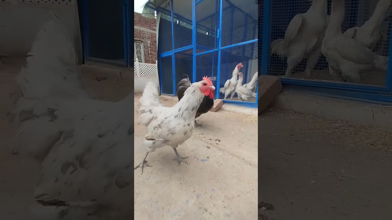 Blue Astralop #poultryfarming #silverlacedwyandotte #chicken