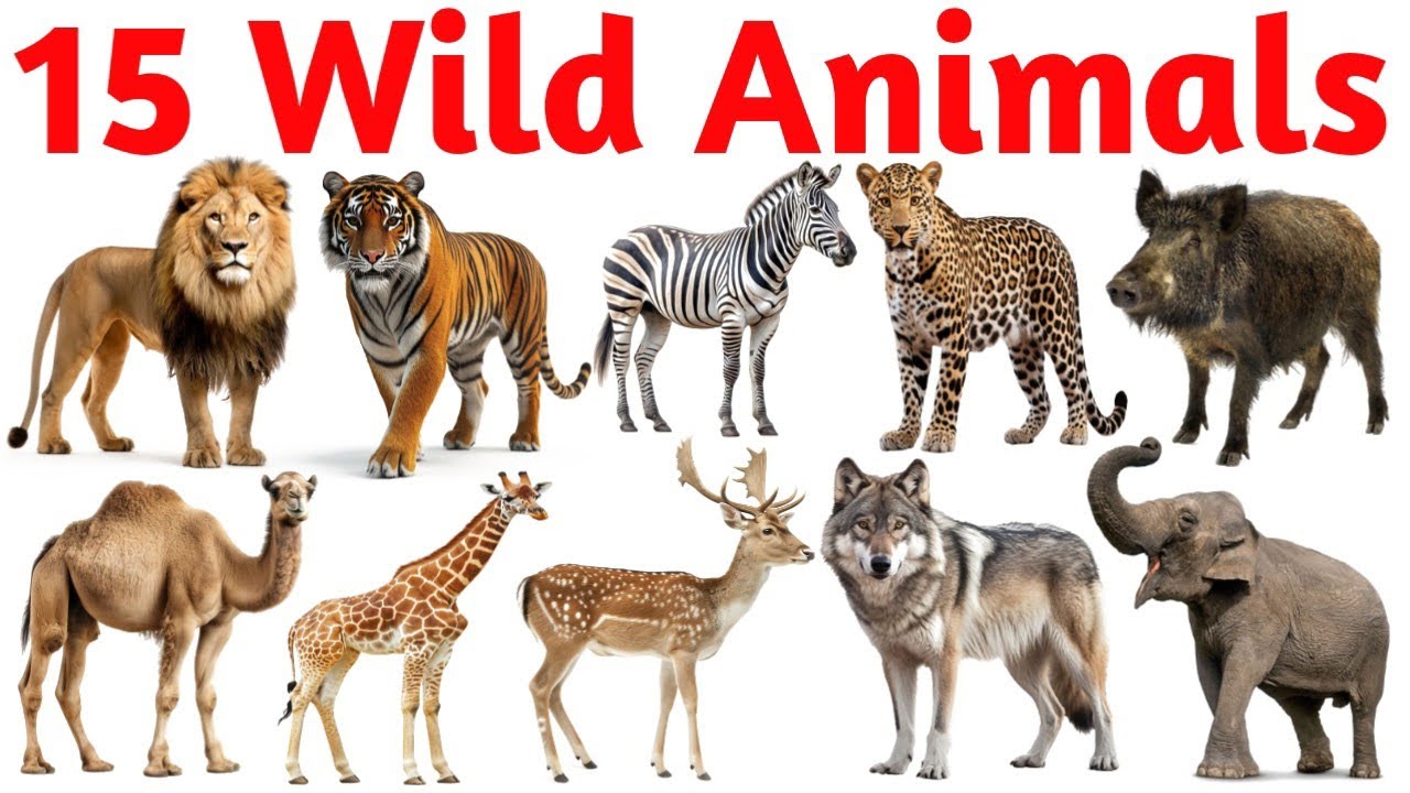 Learn Wild Animals Names for Kids 🦁🐯 | Animal Names in English & Hindi | Kids Learning Video