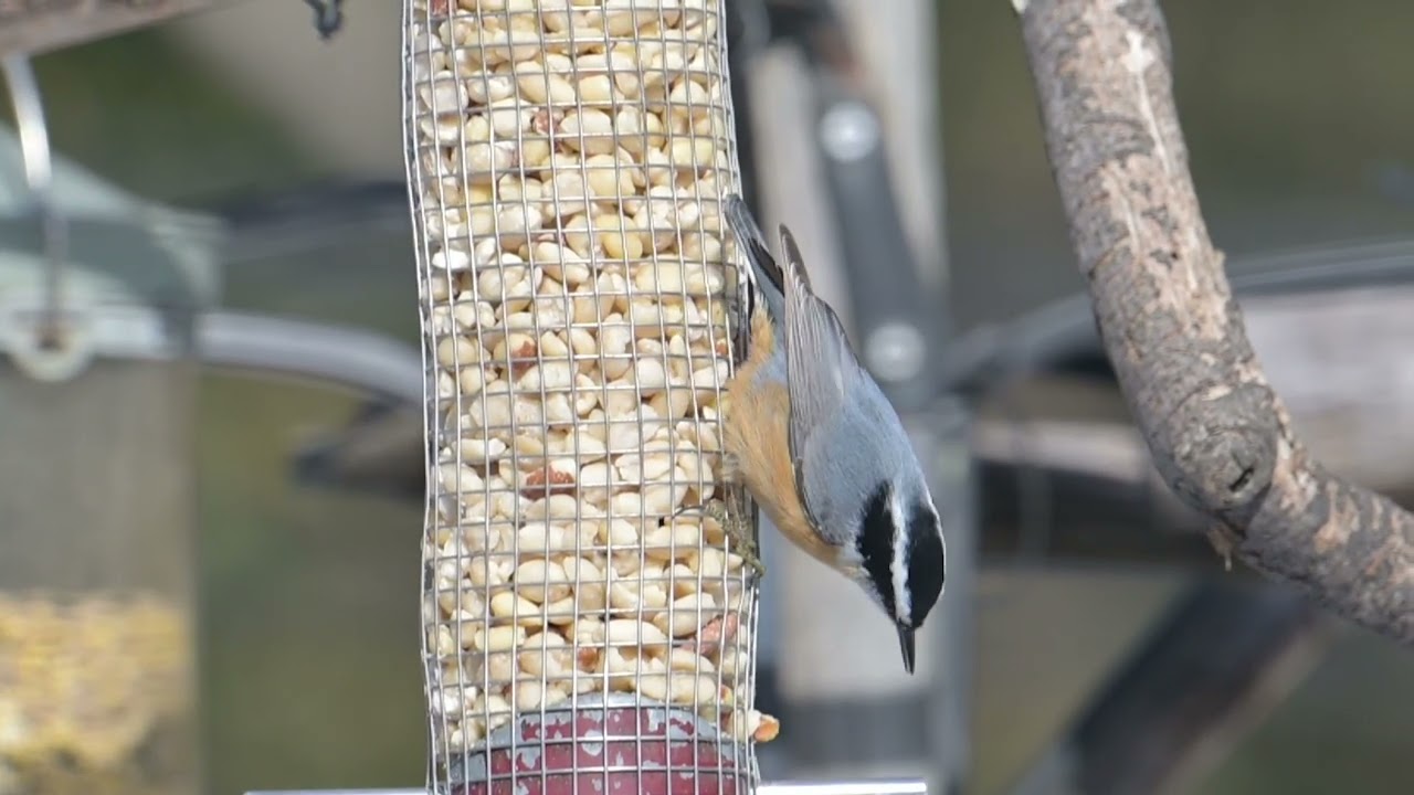2026_01_27 Red-breasted Nuthatch - Montgomery County PA (slow motion)