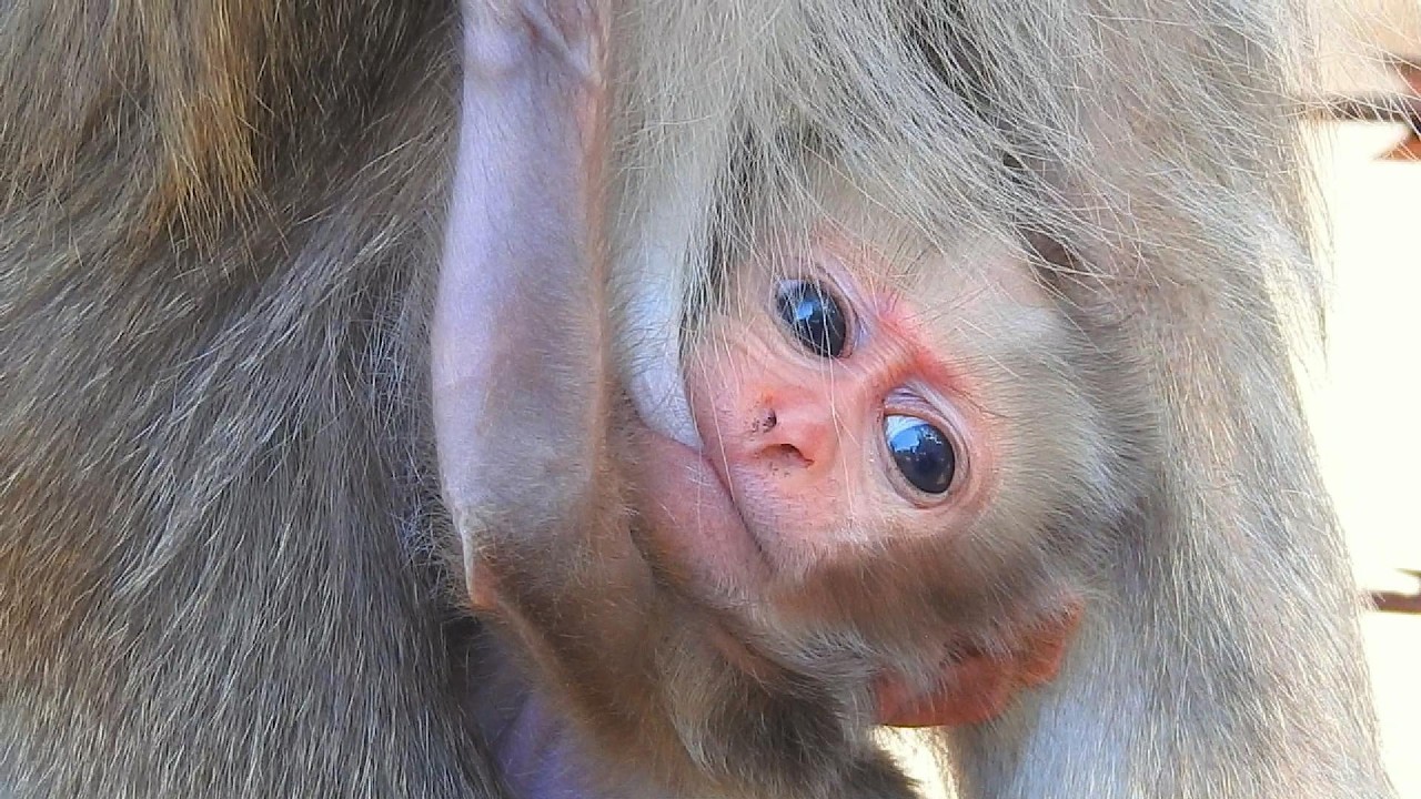 Mother Monkey Nursing Her Baby with Love 🐒❤️