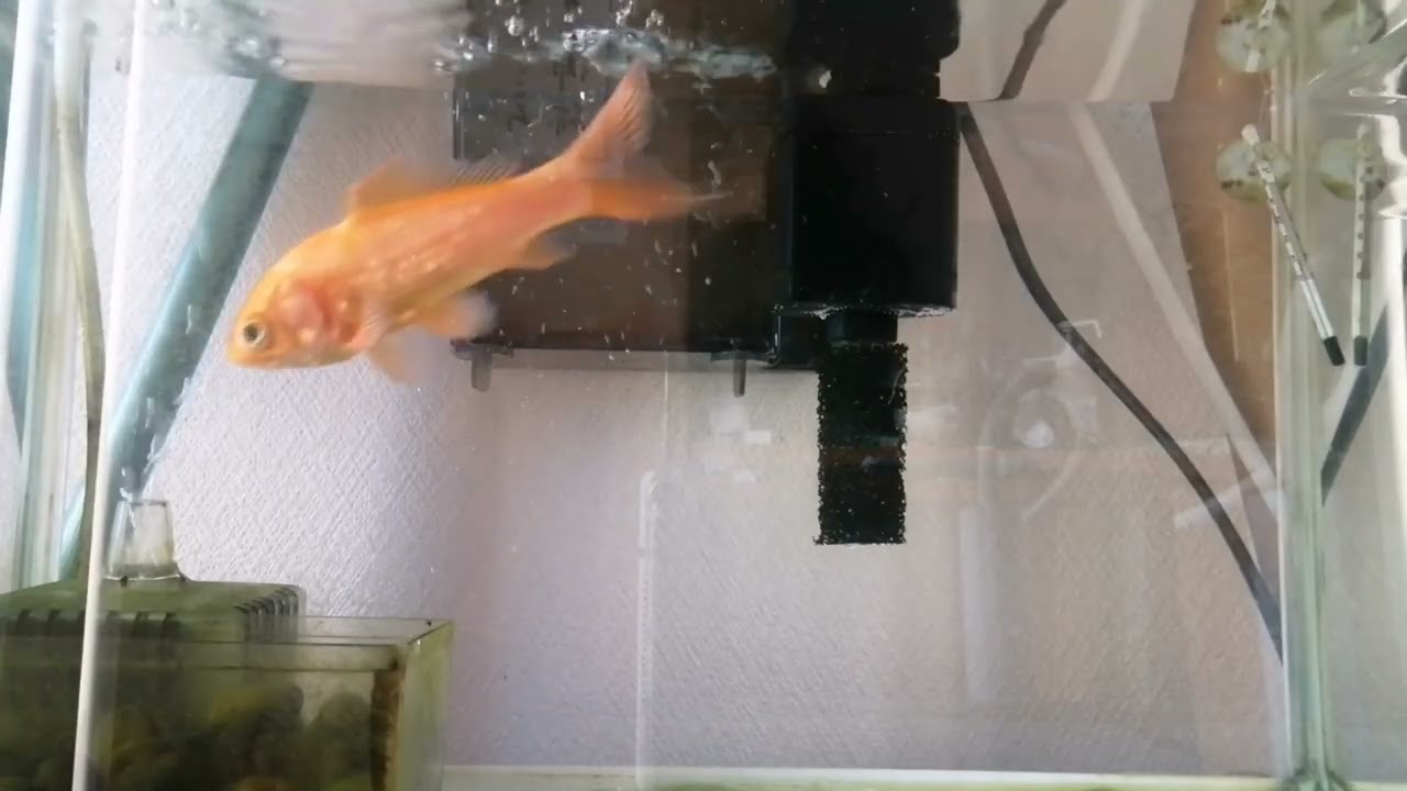 べ〜ちゃんの金魚飼育日記　965日