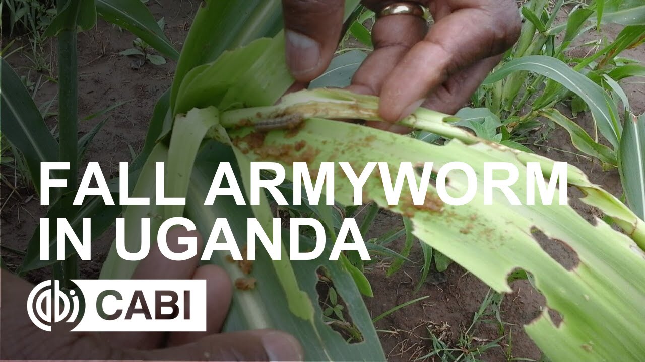 Fall armyworm in Uganda