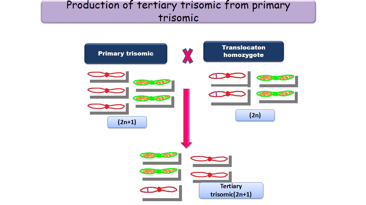 Trisomics in crop improvement