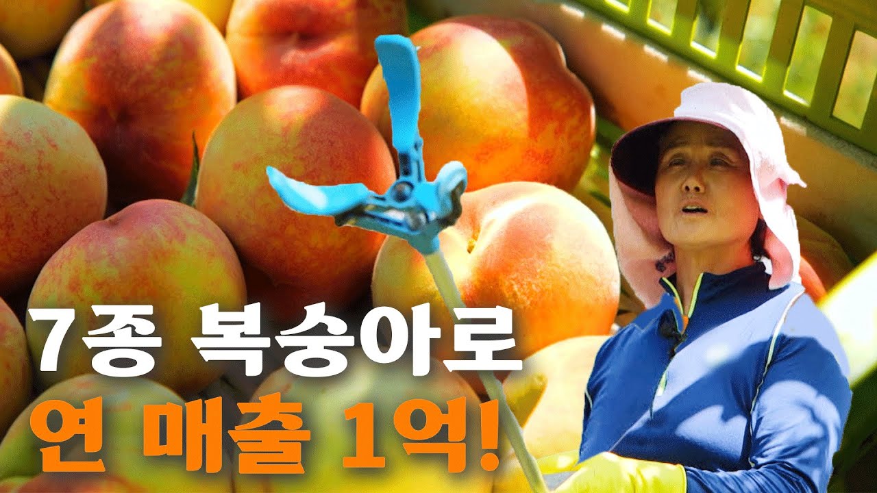 [역전의부자농부 364회] 미묘하게 달랐던 7종 복숭아로 연 매출 1억!