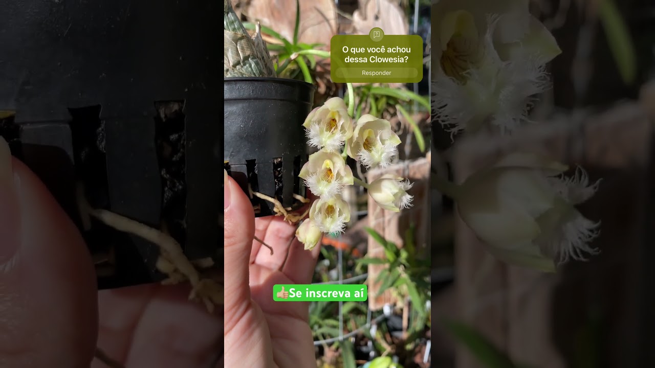 Clowesia, catasetinea lind&iacute;ssima #cultivandoorquideas #clowesia #catasetinia #orquidea #flor #planta