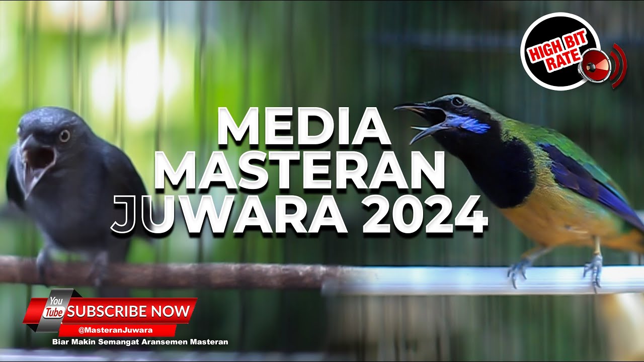 🔴Kompilasi Masteran Mewah Srigunting Abu Abu vs Cucak Cungkok Gacor Sangat Ampuh Untuk Burung Juara