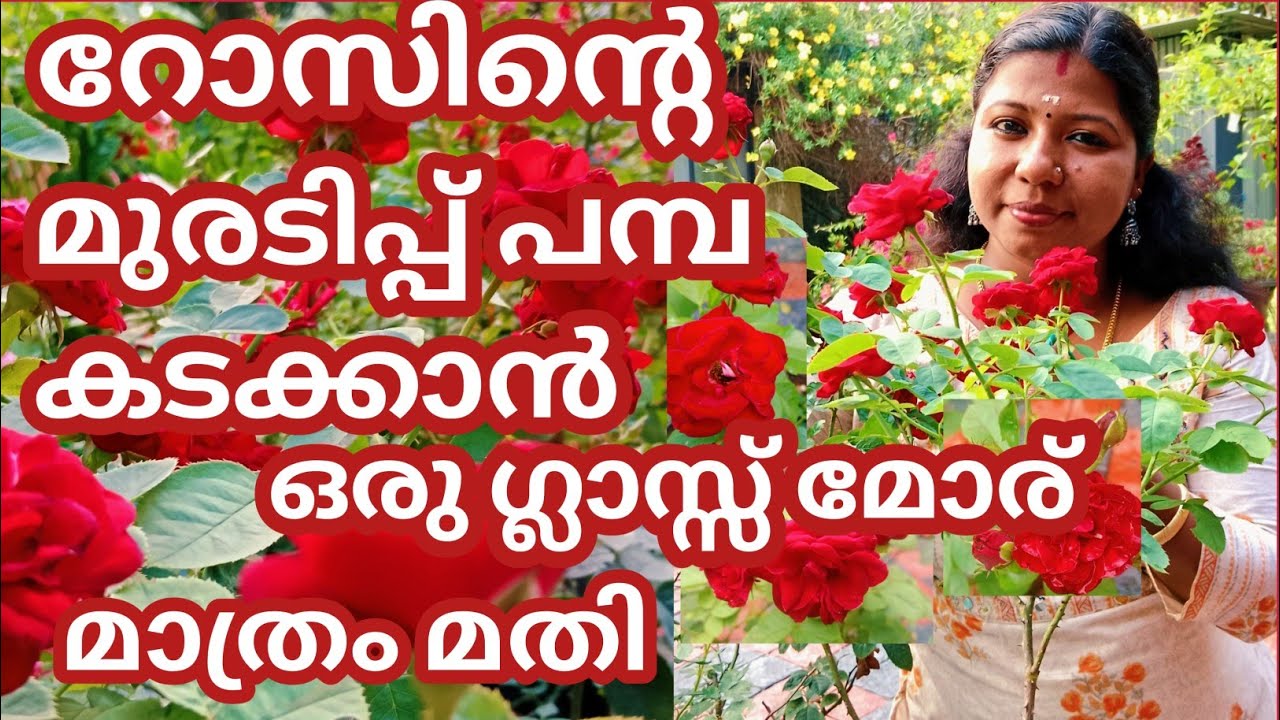 റോസിന്റെ മുരടിപ്പ് പമ്പ കടക്കാൻ ഒരു ഗ്ലാസ്സ് മോര് മാത്രം മതി #roseplantscare#plantscare#rose