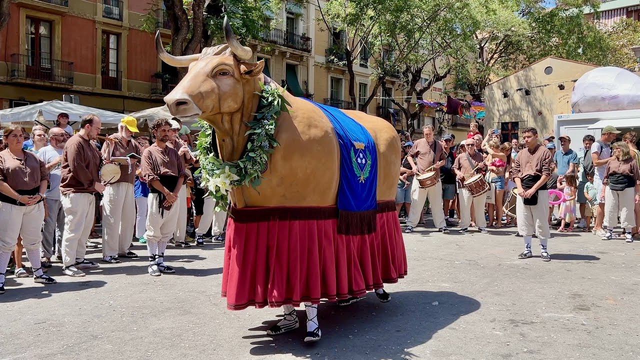 Presentació del BOU de GRÀCIA primer Ball (Festa Major de Gràcia 2023)