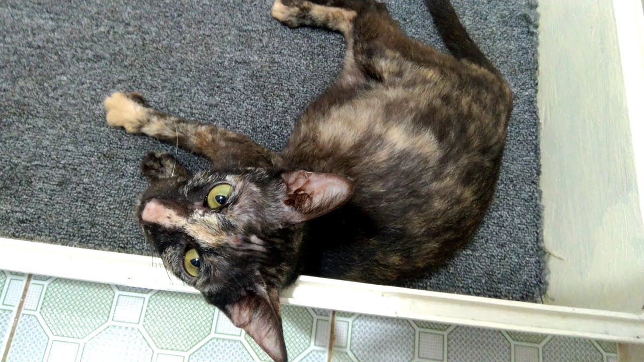 Heartbreaking Moments as a Cat Experiences Labor for the First Time